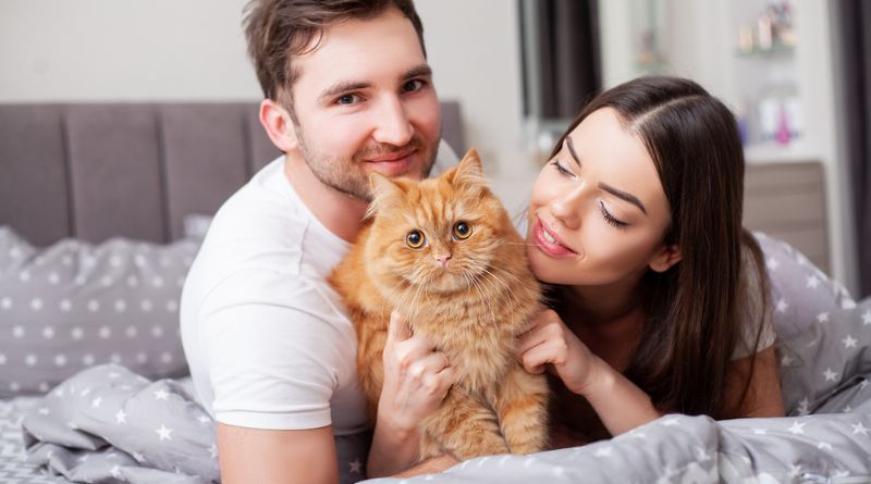 10 Most Popular Cat Breeds for Feline Lovers A Guide to Beloved Companions