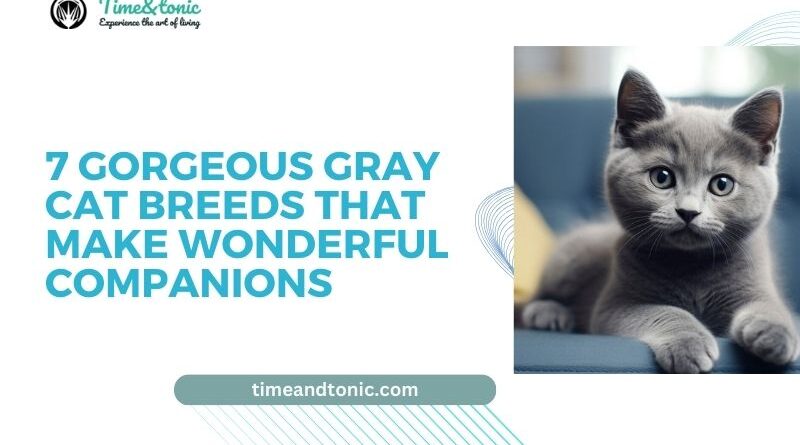 Gorgeous Gray Cat Breeds That Make Wonderful Companions