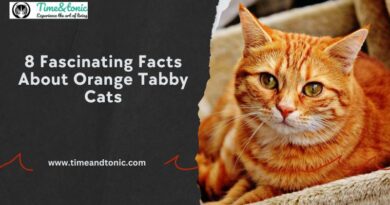 Facts About Orange Tabby Cats