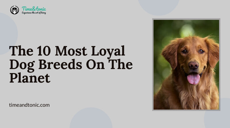 Most Loyal Dog Breeds