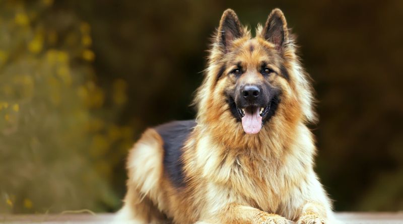 Top 10 Scottish Dog Breeds Everything You Must Know About Them