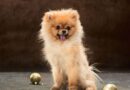 8 Toy Dog Breeds That Are Great as Pets The Little Companions You’ve Been Looking For