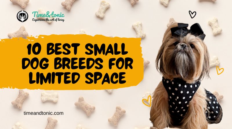 Small Dog Breeds