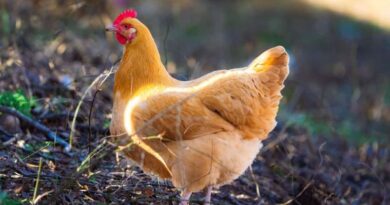 Best Chicken Breeds for Eggs