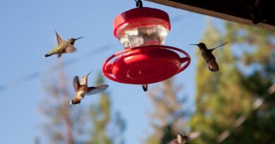 Worst Places to Hang a Hummingbird Feeder